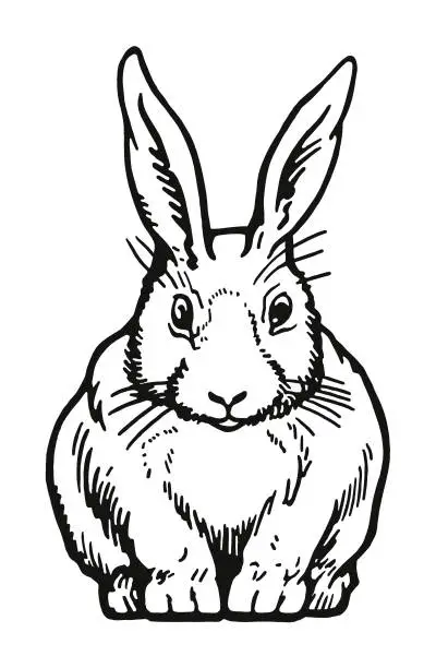 Vector illustration of Rabbit