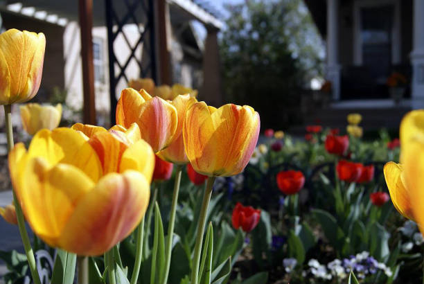 istock Tiptoe Thru The Tulips 1003192716