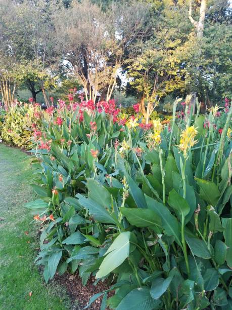 istock Landscaping and Gardening 8 1003192796