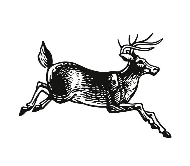 Vector illustration of Deer