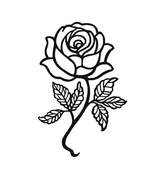 illustrations, cliparts, dessins animés et icônes de rose - rose single flower flower stem