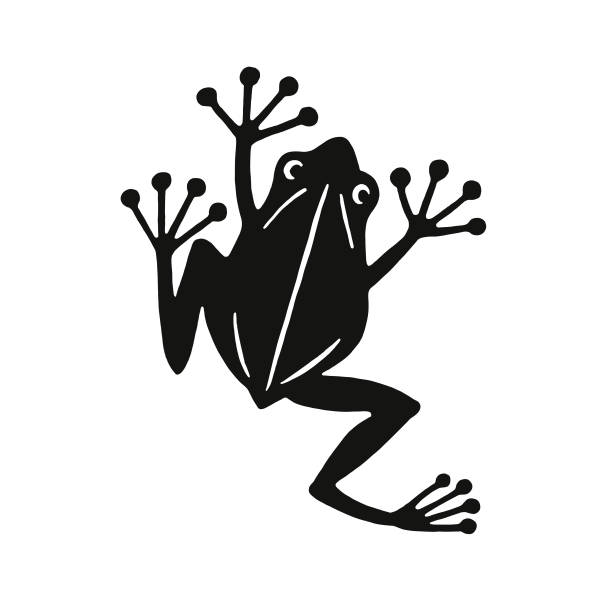 лягушка - лягушка stock illustrations