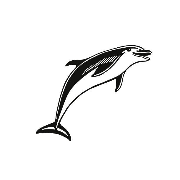 дофин - dolphin porpoise mammal sea stock illustrations