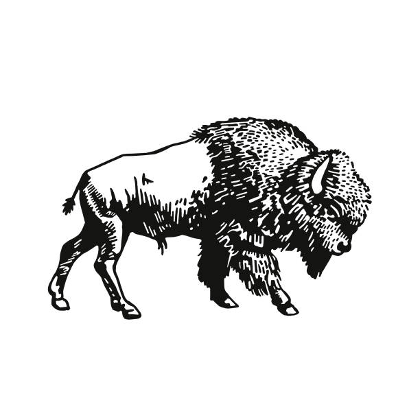 buffalo - amerikanischer bison stock-grafiken, -clipart, -cartoons und -symbole