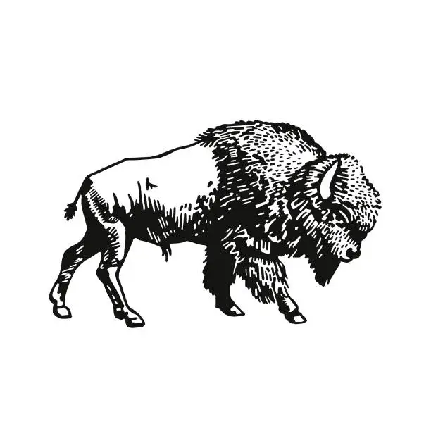 Vector illustration of Buffalo