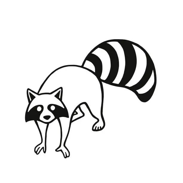 Vector illustration of Raccoon