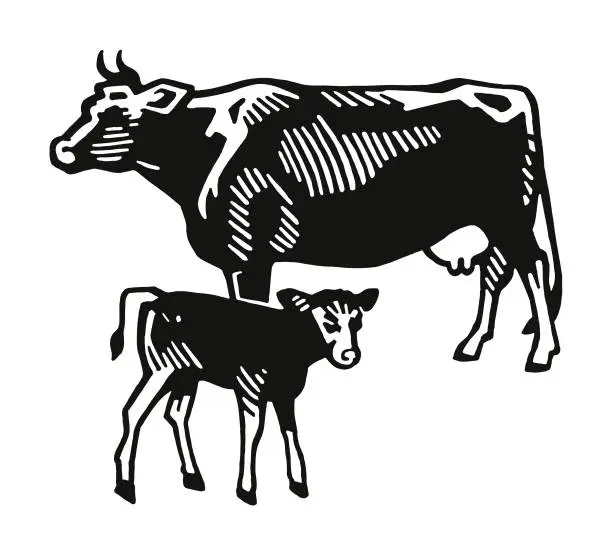 Vector illustration of Cow and Calf