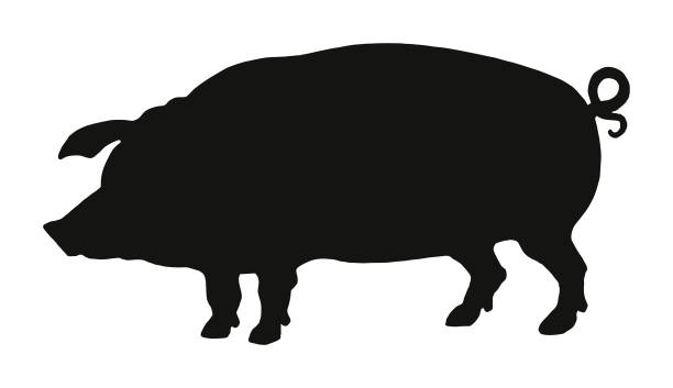 돼지의 실루엣 - pig silhouette animal livestock stock illustrations