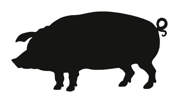 ilustrações, clipart, desenhos animados e ícones de silhueta de um porco. - pig silhouette animal livestock