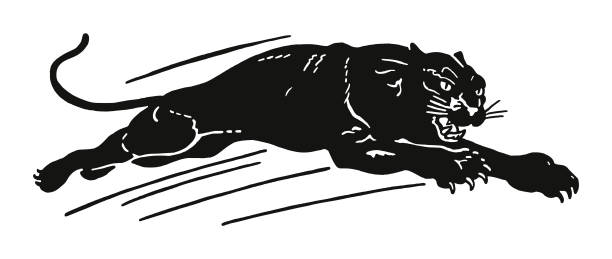 ilustraciones, imágenes clip art, dibujos animados e iconos de stock de black panther - gato montés
