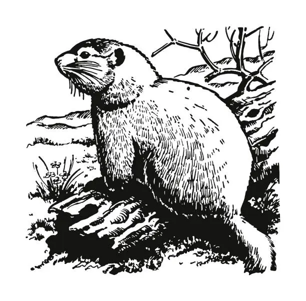 Vector illustration of Groundhog