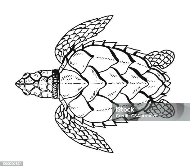 Tortoise Stock Illustration - Download Image Now - Line Art, Sea Turtle, Tortoise