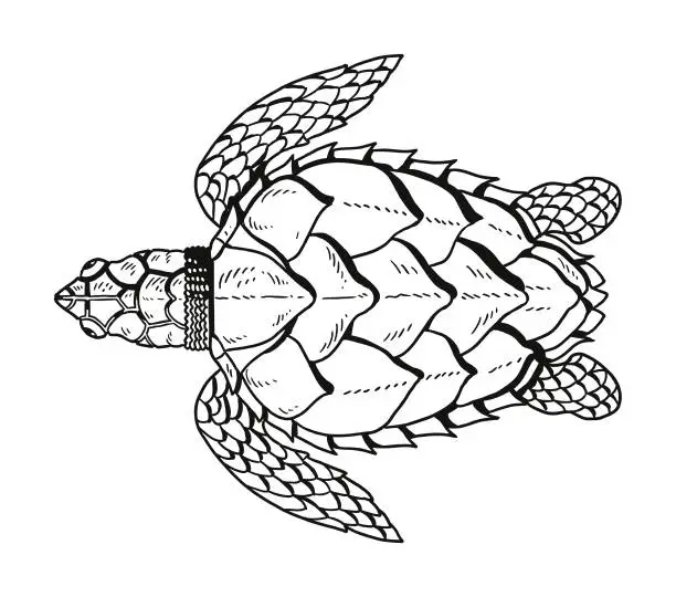 Vector illustration of Tortoise