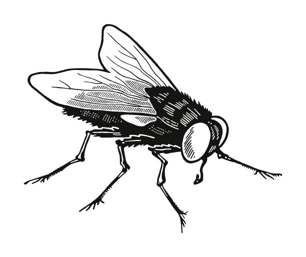 ilustraciones, imágenes clip art, dibujos animados e iconos de stock de mosca doméstica - mosca insecto ilustraciones