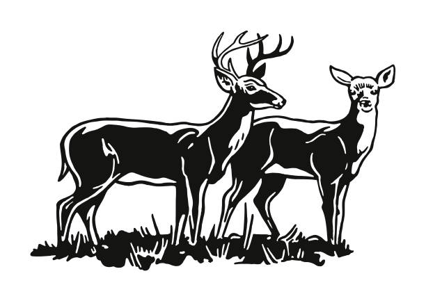 zwei deer - ricke stock-grafiken, -clipart, -cartoons und -symbole