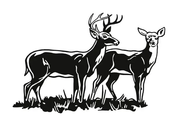 Vector illustration of Two Deer