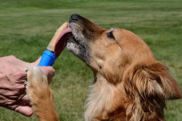 Photo of dog licking homemade peanut butter with banana ice popsicle