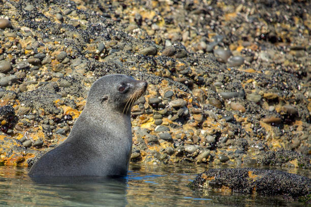 istock Nz native fur seal pup at Wharariki 1003212986