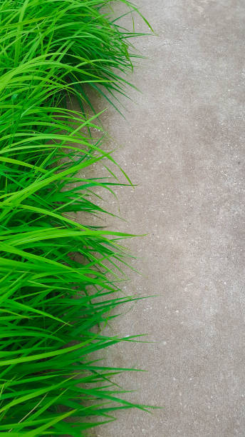 istock Top view green grass grows along the sidewalk,  green grass background 1003215414