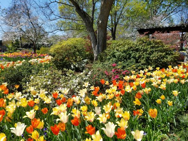 istock Landscaping and Gardening 11 1003221418