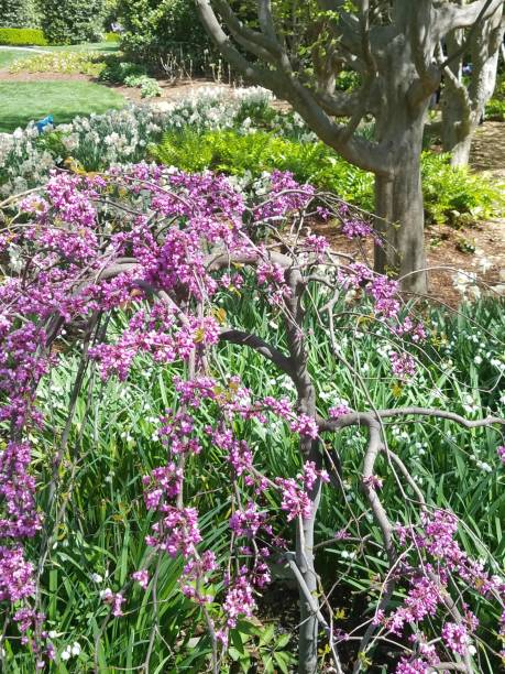 istock Landscaping and Gardening 11 1003221582