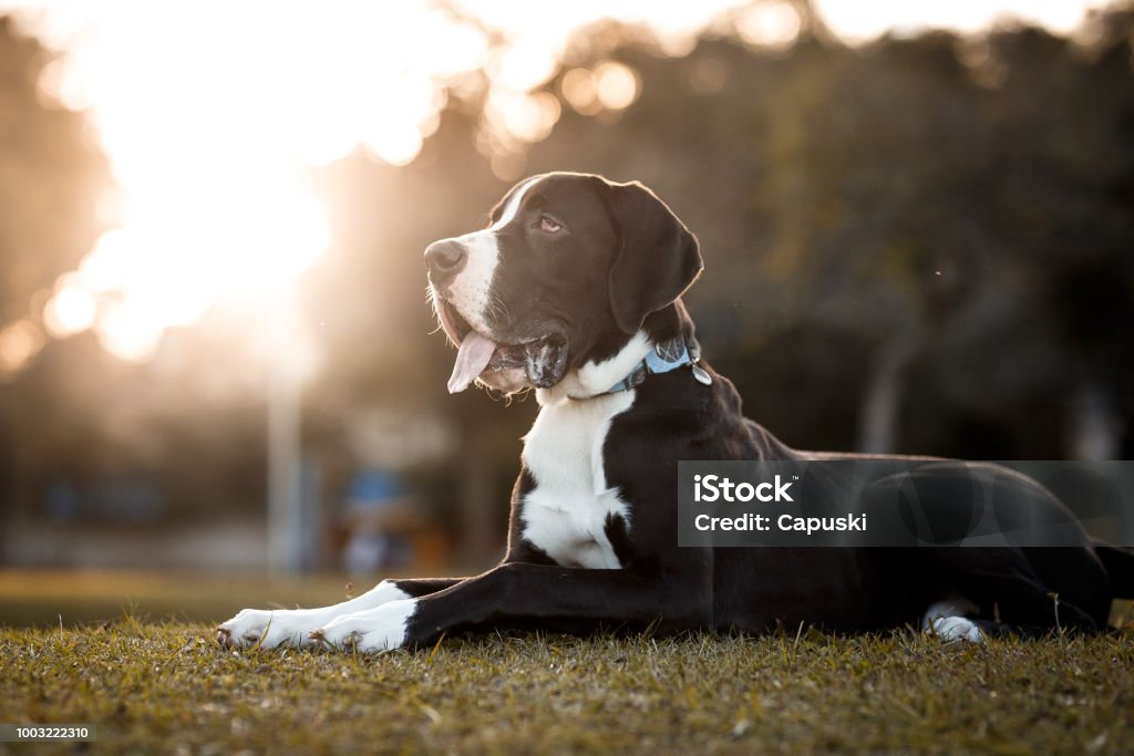 Great Dane dog portrait Great Dane dog outdoor portrait Great Dane Stock Photo