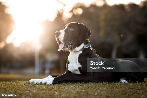 Great Dane Dog Portrait Stock Photo - Download Image Now - Great Dane, Puppy, Outdoors