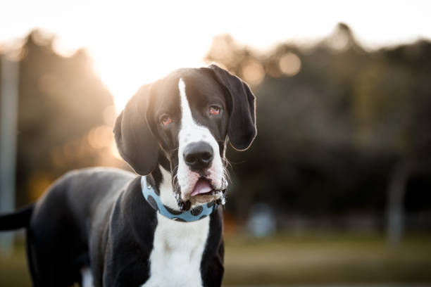 istock Great Dane dog portrait 1003222320