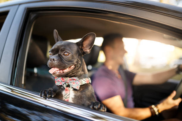 hombre con su perro - dog car travel pets fotografías e imágenes de stock