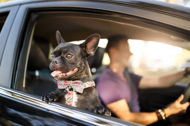 Photo of man driving with his dog