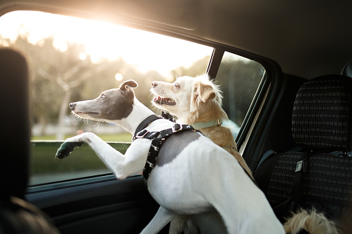 Two cute dogs in the car window