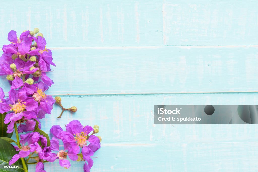 Flores De Color Púrpura Sobre Un Fondo Azul Claro Pastel Del Madera  Concepto De Primavera Y Verano Foto de stock y más banco de imágenes de  Amor - iStock