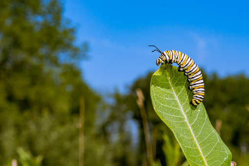 A Monarch Caterpillar on Milkweed in New England.
