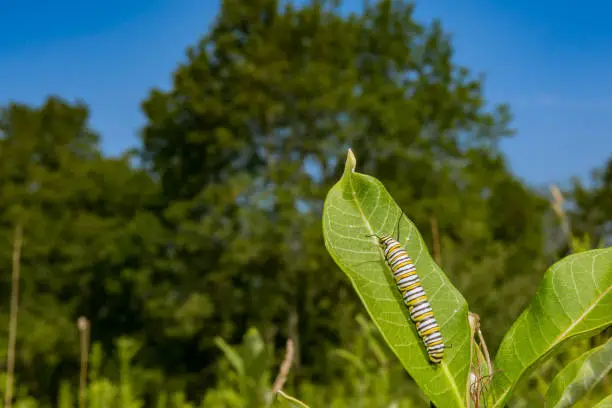 Photo of Monarch Caterpillar