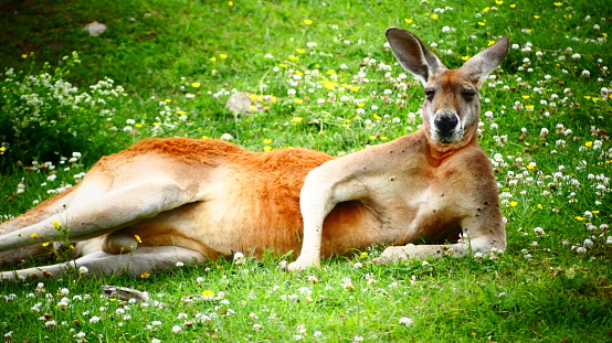 Kangaroo lying on his side leaning on his elbow as if to pose at the Falardeau Zoo