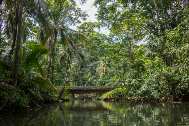 Jungle canal waterway in Costa Rica with jungle foliage