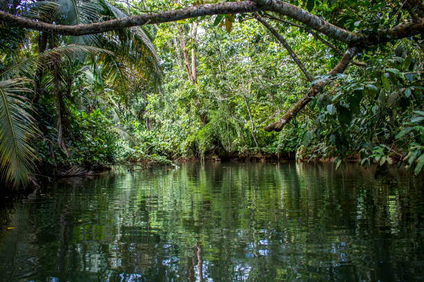 Jungle landscape with trees reflecting in canal waterway