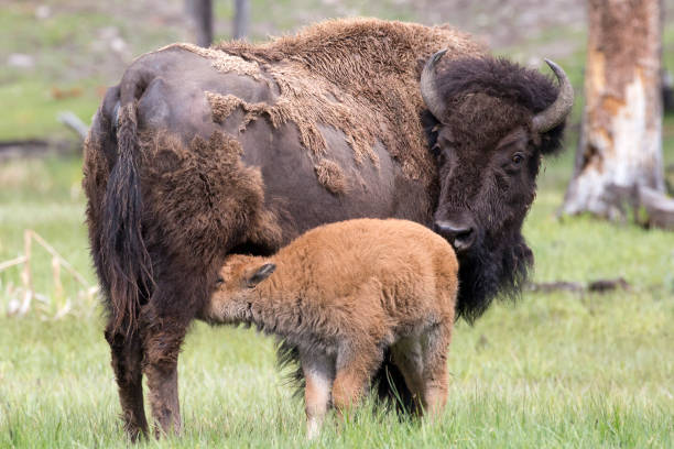 istock Wild Bison in Yellowstone National Park 1003238730