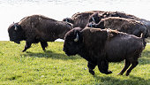 Stampeding Bison - Yellowstone National Park