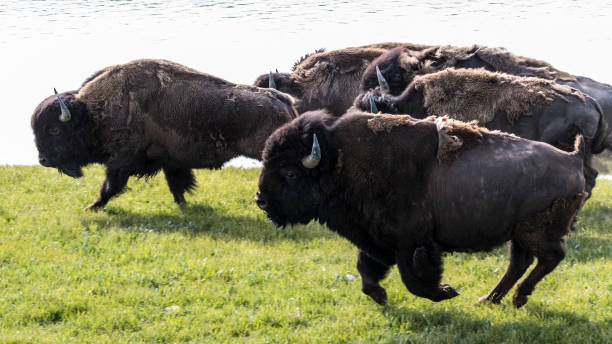 Stampeding Bison - Yellowstone National Park A herd of wild bison stampeding in Yellowstone National Park near the Yellowstone River. herd stock pictures, royalty-free photos & images