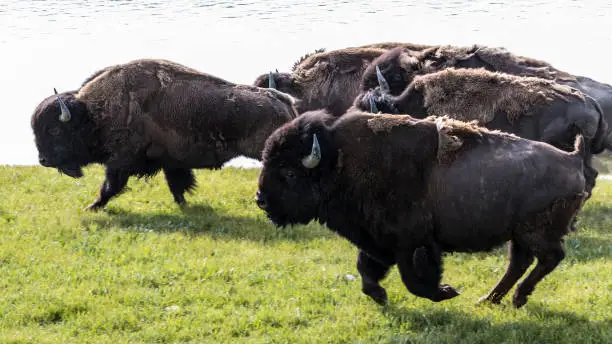 Photo of Stampeding Bison - Yellowstone National Park