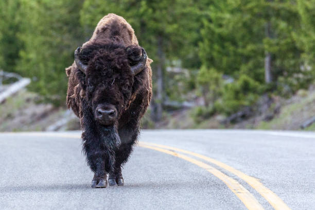 Highway Bison stock photo