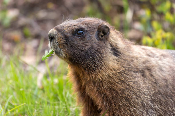 istock Wild marmot - Yellowstone National Park 1003239844