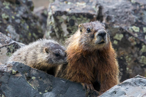 istock Wild marmot - Yellowstone National Park 1003239848