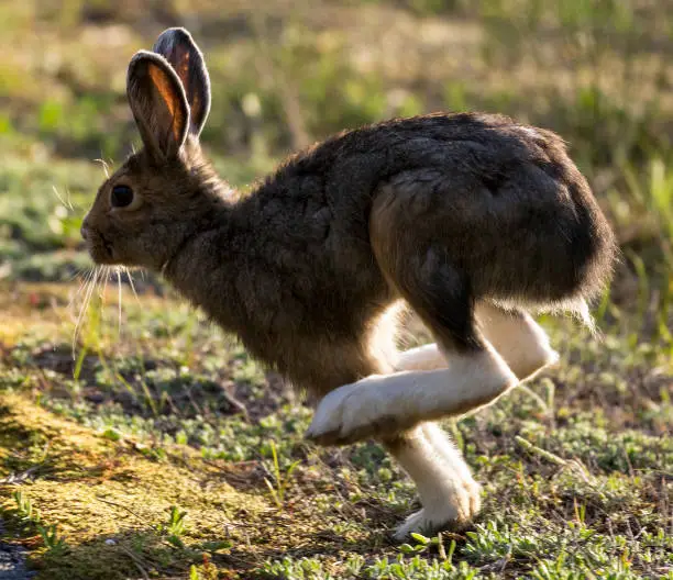Photo of Snowshoe Hare - Yellowstone National Park