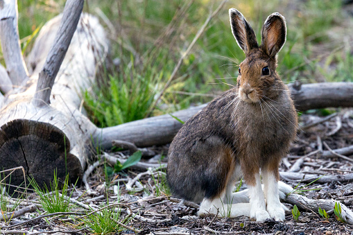 A wild snowshoe hare in Yellowstone National Park in Wyoming.