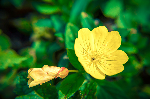 マツヨイグサ属 biennis 一般的な月見草の花 - ストックフォト・写真素材...