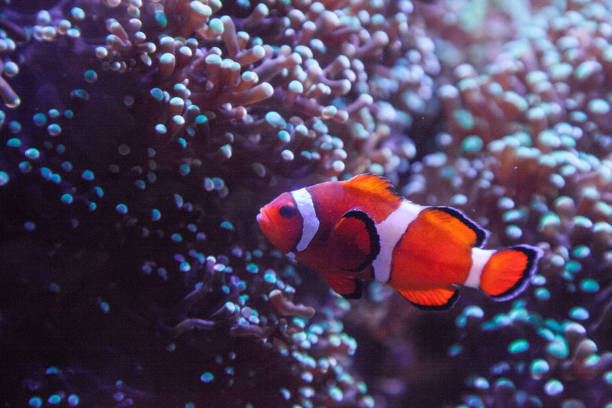 istock Ocellaris clownfish Amphiprion ocellaris 1003242626