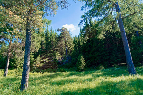 istock coniferous forest and meadow in sunny day 1003242662
