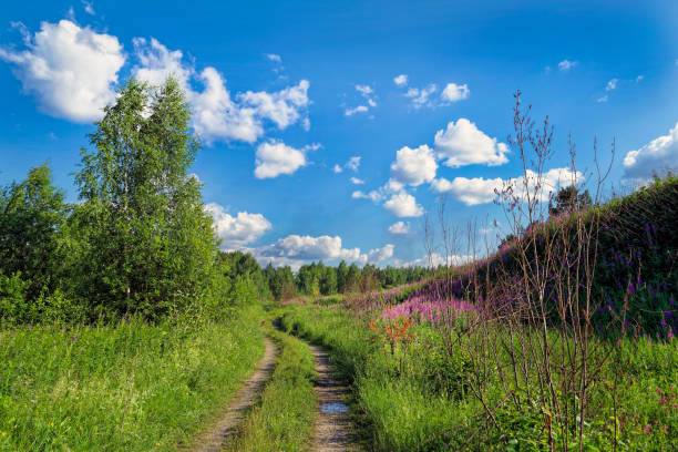 istock Summer landscape with green grass and clouds 1003242684